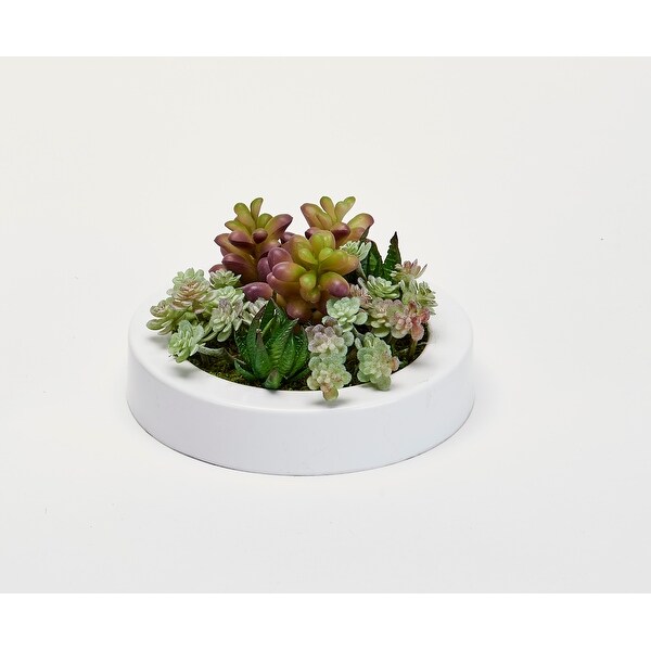 Mixed Succulents Dish Garden in 7 Round White Plastic Container