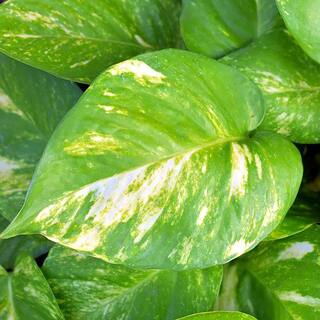 10 in. Golden Pothos Foliage Plant Hanging Basket with Green and Yellow Foliage 15275