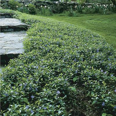 Classy Groundcovers - Periwinkle 'Traditional' Periwinkle， Creeping Myrtle {500 Bare Root Plants}