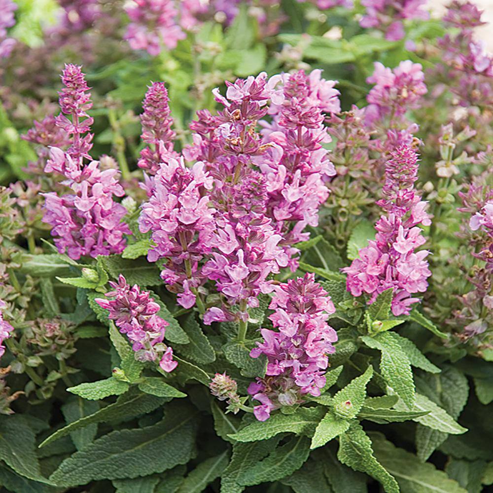 METROLINA GREENHOUSES 2.5 Qt. Marvel Pink Salvia Sage Plant 82206