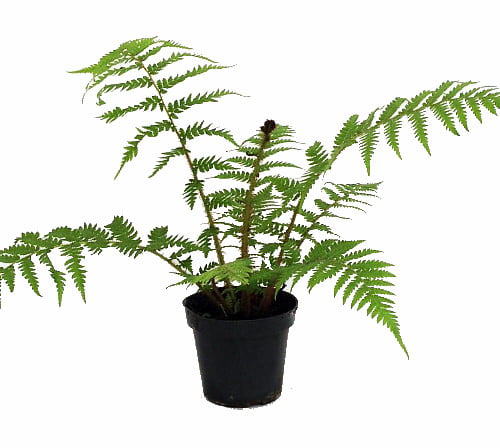 Australian Tree Fern - Cyathea cooperi - Exotic - 6