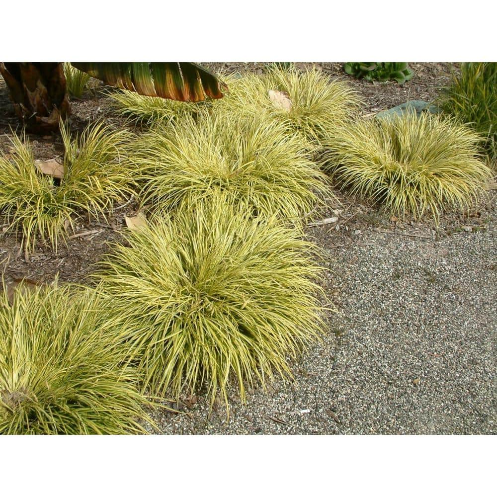 2.5 qt. Perennial Grass Acorus g. Ogon 1469