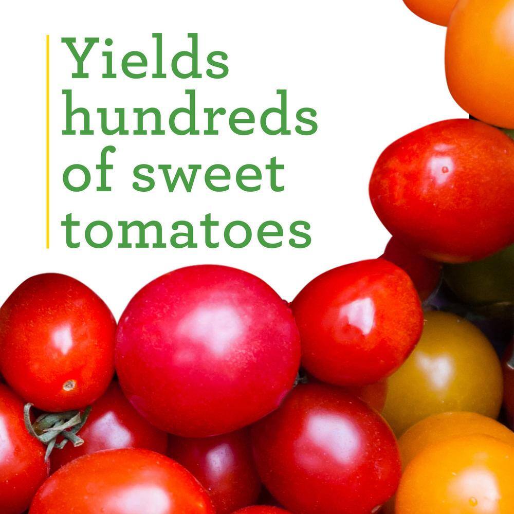 Bonnie Plants 19 oz. Super Sweet 100 Tomato Plant (2-Pack) 202107