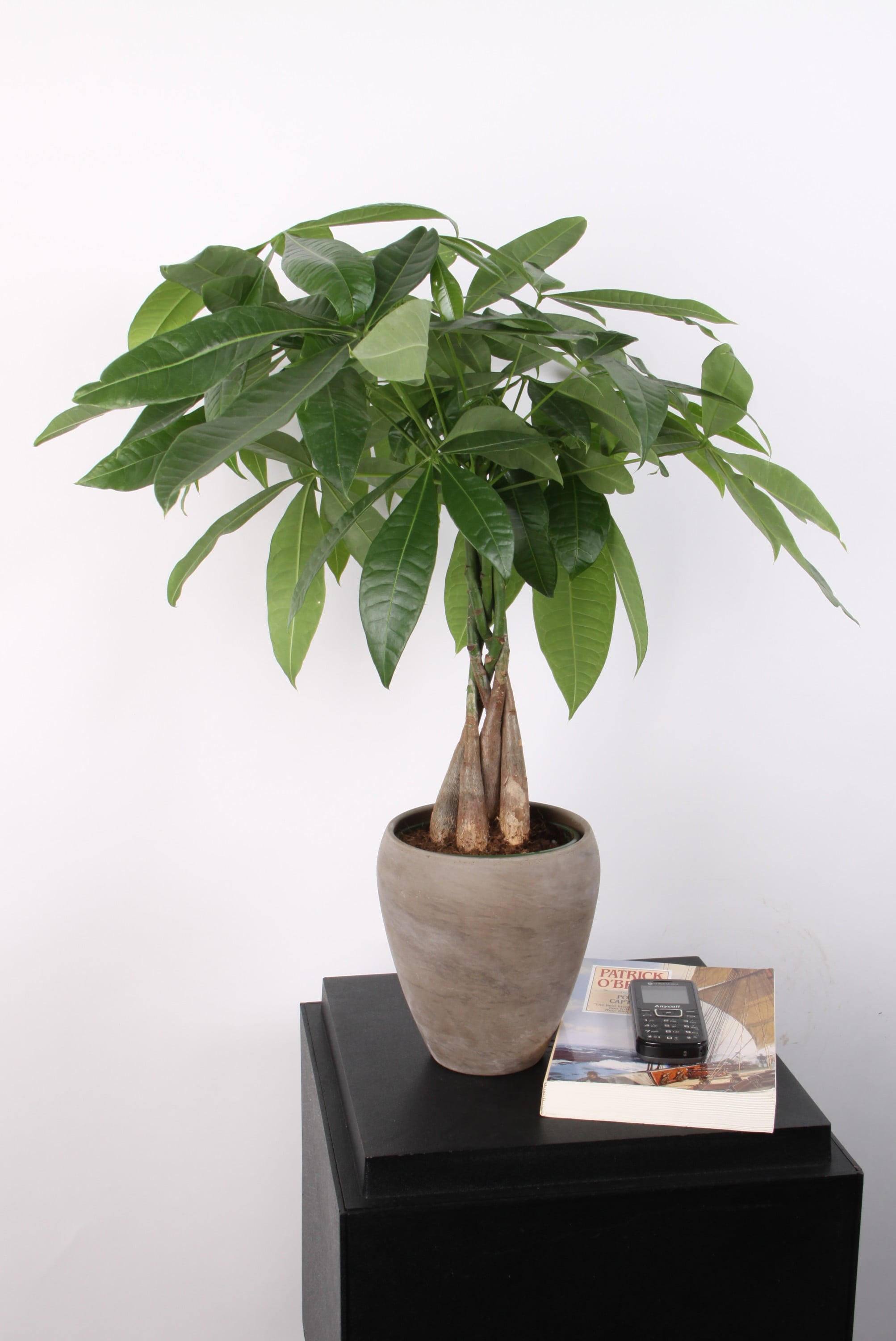 Costa Farms  Live Indoor 16in. Tall Green Money Tree; Medium， Indirect Light Plant in 5in. Grower Pot