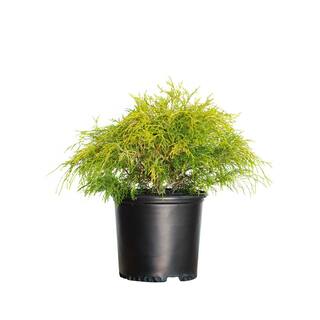FLOWERWOOD 3 Gal. Gold Mop False Cypress with Golden Yellow Weeping Foliage 09233