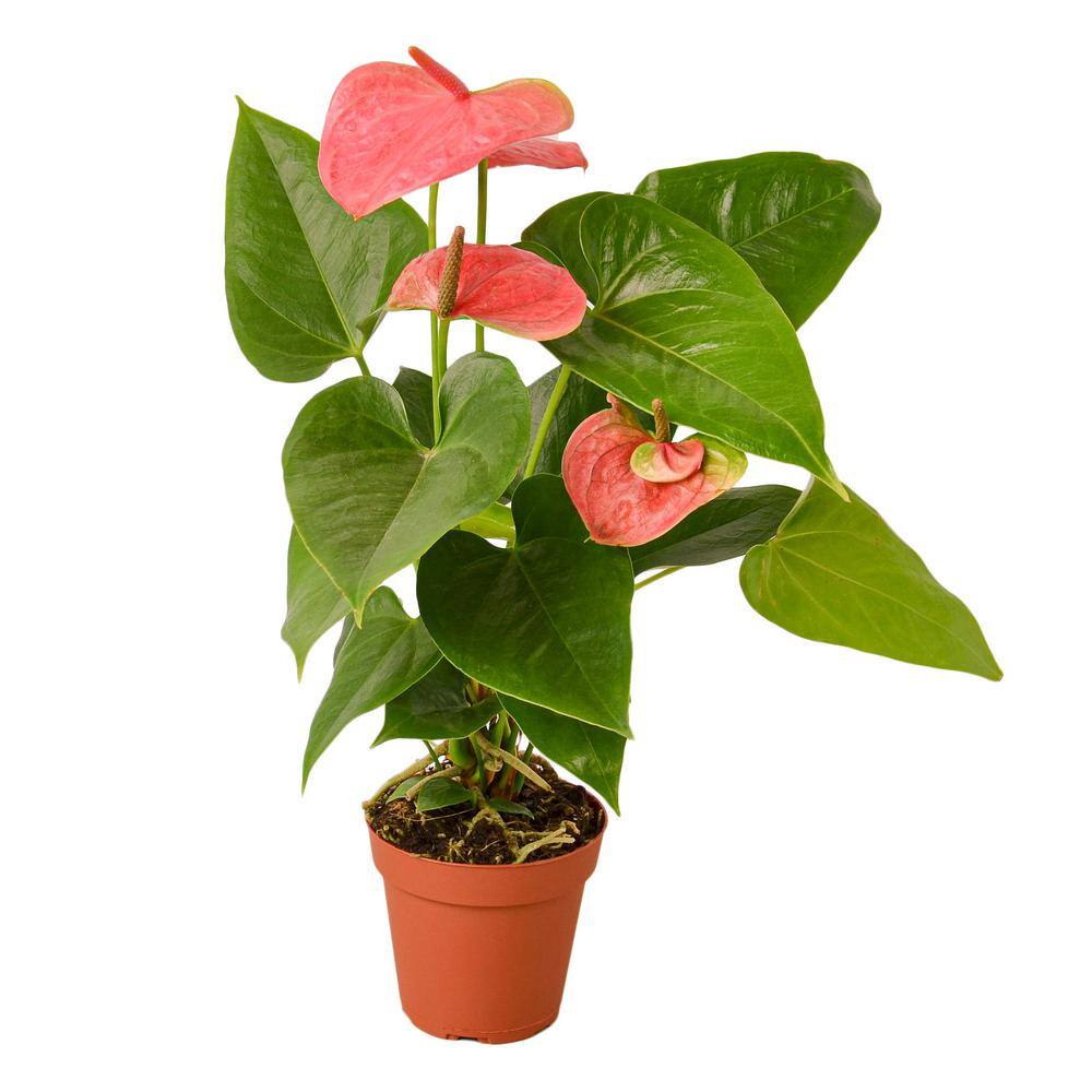 Pink (Anthurium) Plant in 4 in. Grower Pot 4_ANTHURIUM_PINK