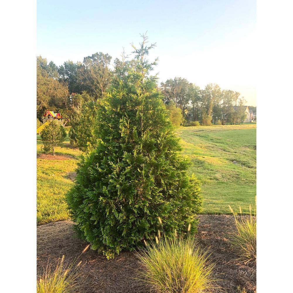 2.25 Gal. Arborvitae Green Giant Shrub with Green Foliage 14037