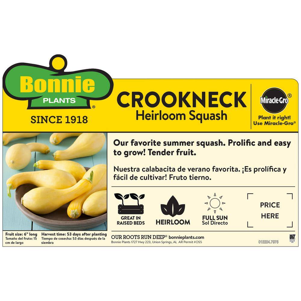 Bonnie Plants 19 oz. Crookneck Squash Plant 4300