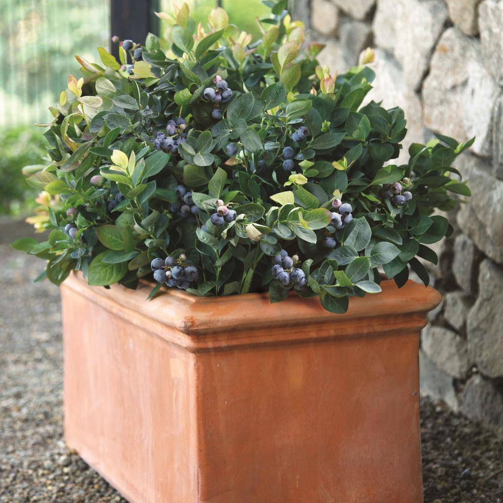 BUSHEL AND BERRY 2 Gal. Bushel and Berry Peach Sorbet Blueberry Live Plant 19572