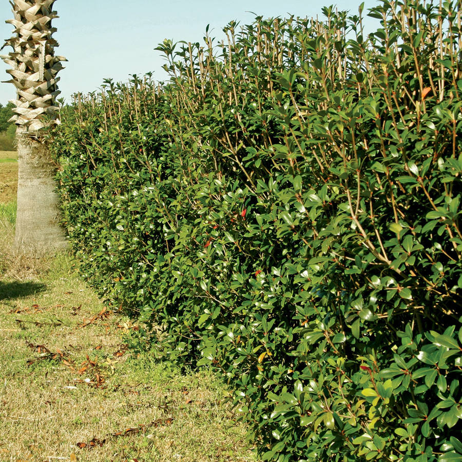 Bigfoot Cleyera (3 Gallon) Large Evergreen Shrub with Glossy Foliage - Full Sun to Part Shade Live Outdoor Plant - Southern Living Plant Collection