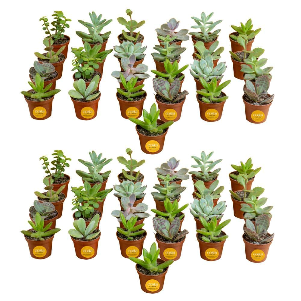 Costa Farms 2 in. Mini Succulent Plants in Grower's Pot 50-Pack P-SUC-G-POT-50