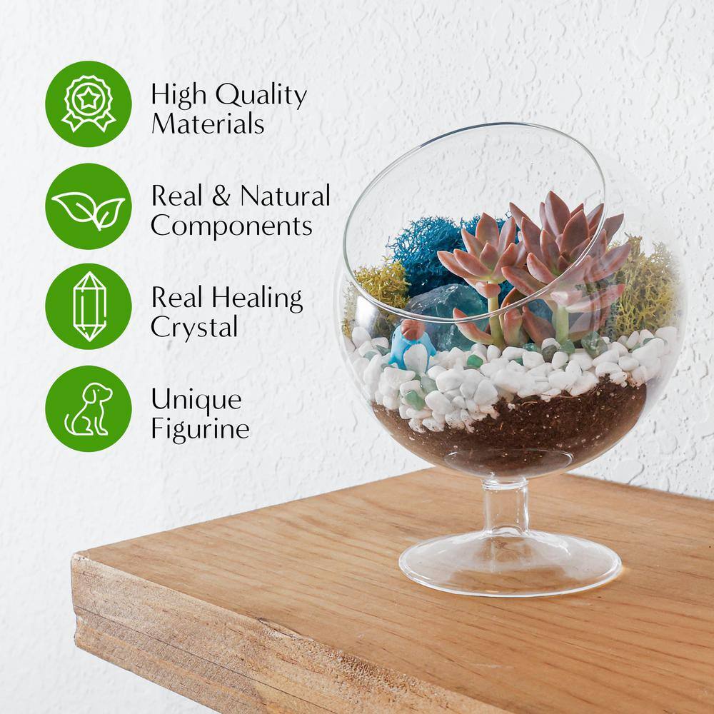 Creations by Nathalie 6 in. Chalice Glass Terrarium Kit with Live Succulent Reindeer Moss Crystals Rocks Tools and Figurine CW-OS3V-9UGJ