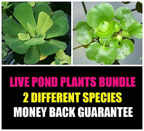 Water Lettuce and Water Hyancinth Bundle - 4 Floating Live Pond Plants