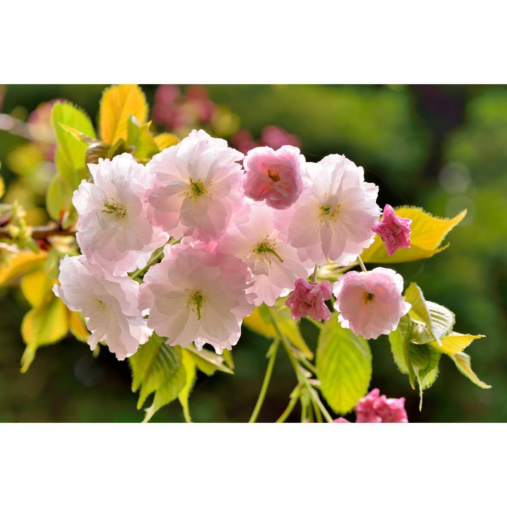 Online Orchards 3 ft. Shirofugen Cherry Blossom Tree with Light Pink Double Flowers FLCH203