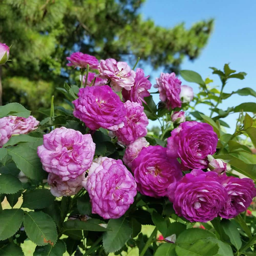 MY CLIMBING 3 Gal. Lavender Crush Climbing Rose with Lavender Flowers 17570