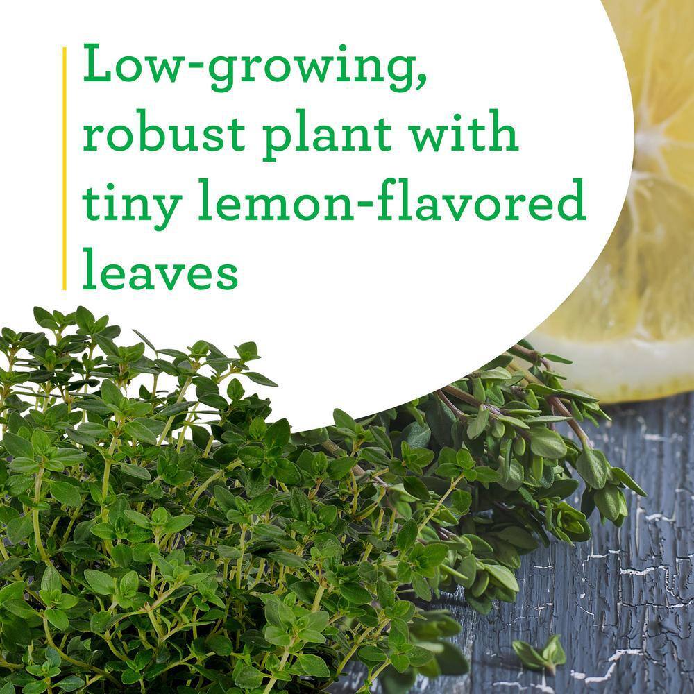 Bonnie Plants 19 oz. Lemon Thyme Herb Plant 5116