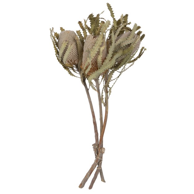 Vickerman Banksia Menziesii Dried