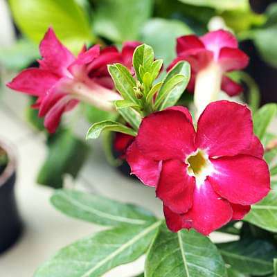 Adenium Plant, Desert Rose (Red Double) - Plant