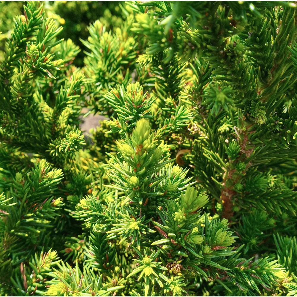 Vigoro 2 Gal. Cryptomeria Japonica Black Dragon 11888