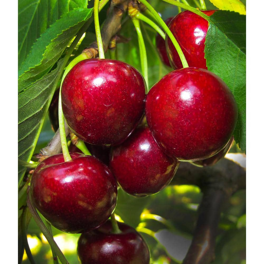 Online Orchards Lapins Cherry Tree - Self Pollinating Delicious Dark-Red Sweet Cherries (Bare-Root 3 ft. to 4 ft. Tall 2-Years Old) FTCH007