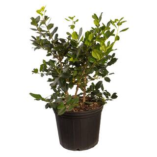 FLOWERWOOD 2.5 Gal - Nellie R. Stevens Holly Shrub(Ilex) Live Evergreen Shrub Glossy Foliage with Bright Berries 31293FL