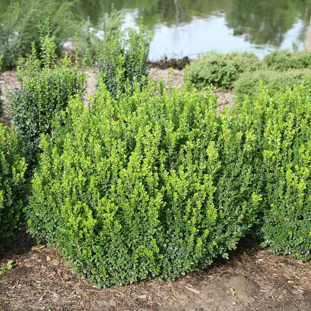 PROVEN WINNERS 2 Gal. Sprinter Boxwood Shrub with Glossy Evergreen Foliage 16875