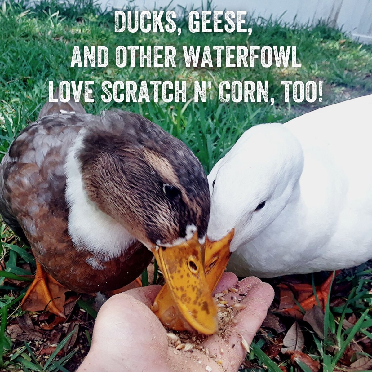 Scratch and Peck Feeds Cluckin' Good Organic Scratch n' Corn Poultry Treats