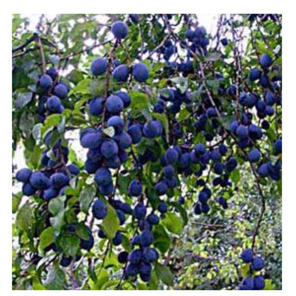 5 Gal. Blue Damson Plum Tree PLUDAM05G
