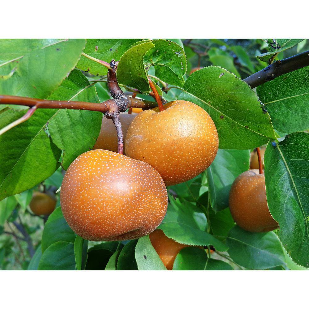 Online Orchards Dwarf Chojuro Asian Pear Tree Bare Root FTAS003