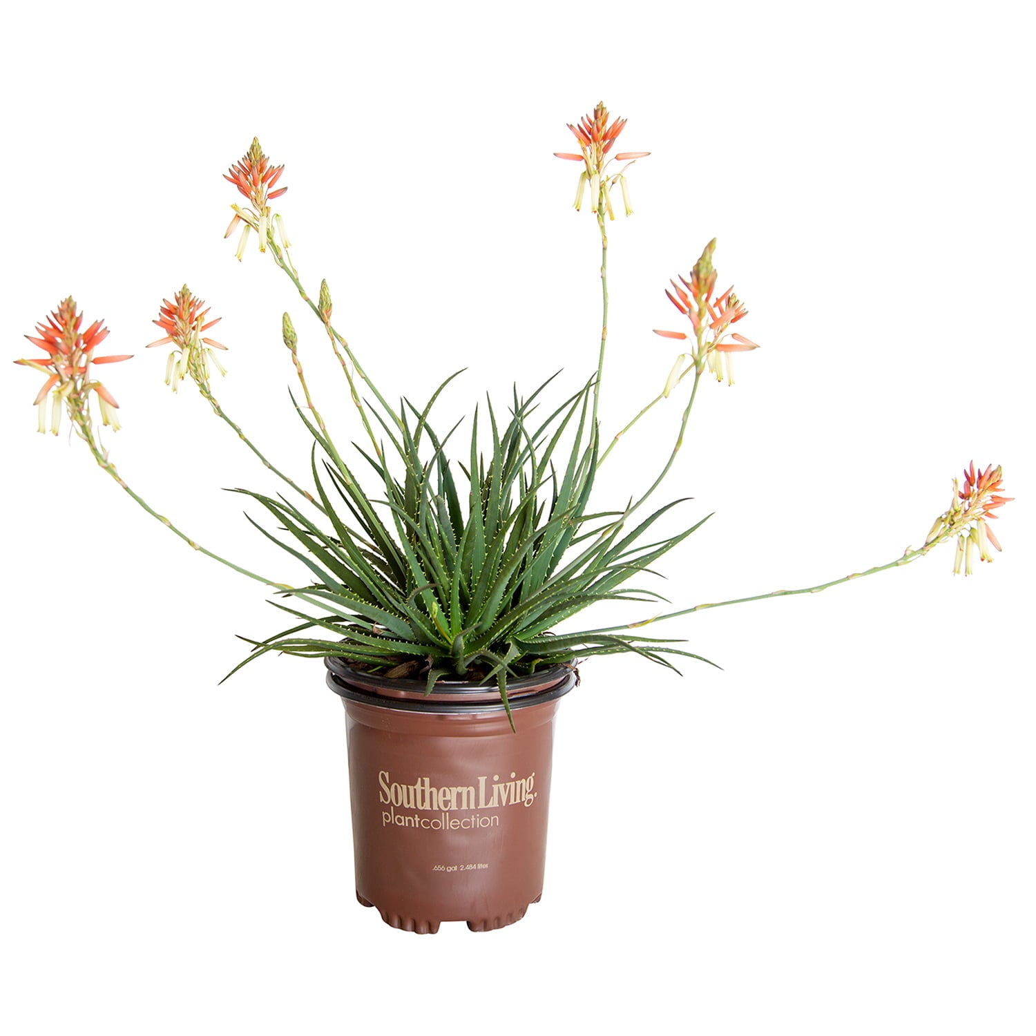 Safari Sunrise Aloe (2.5 Quart) Flowering Perennial with Succulent Green Foliage - Full Sun to Part Shade Live Outdoor Plant