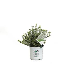 PROVEN WINNERS 1 Gal. White Album Wintercreeper (Euonymus) Live Shrub Green and White Foliage EUOPRC1036101