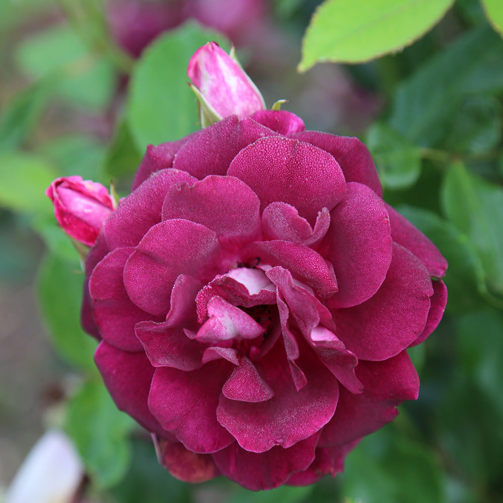 Heirloom Roses Live Plant - Burgundy Iceberg™ Purple Rose Bush - Rose Shrub For Planting