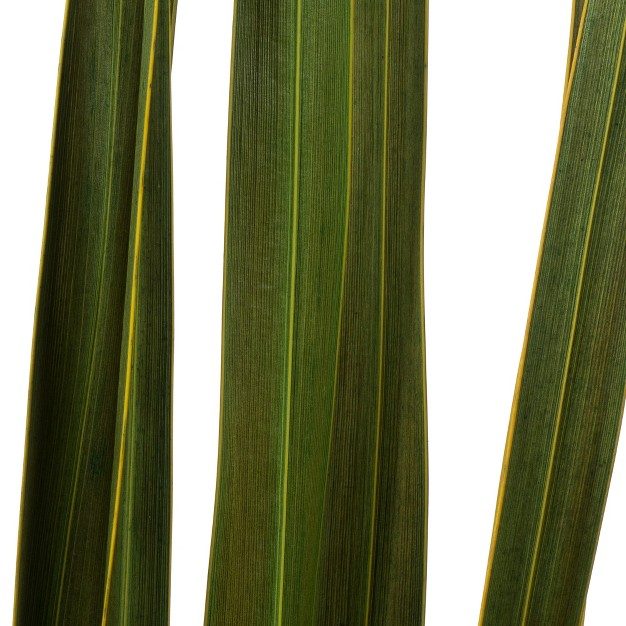 Snake Grass Dried 12 Stems