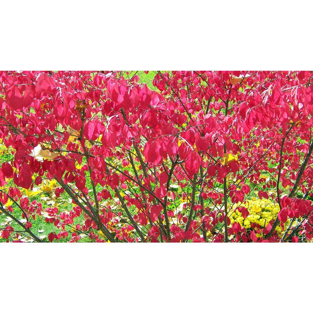 Online Orchards 1 Gal. Dwarf Burning Bush Shrub (2-Pack) SBEU004
