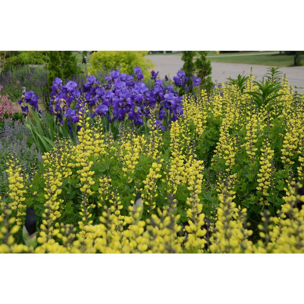 PROVEN WINNERS 3 Gal. Lemon Meringue Baptisia Live Perennial Plant (1-Pack) BAPTI3LEM1PK