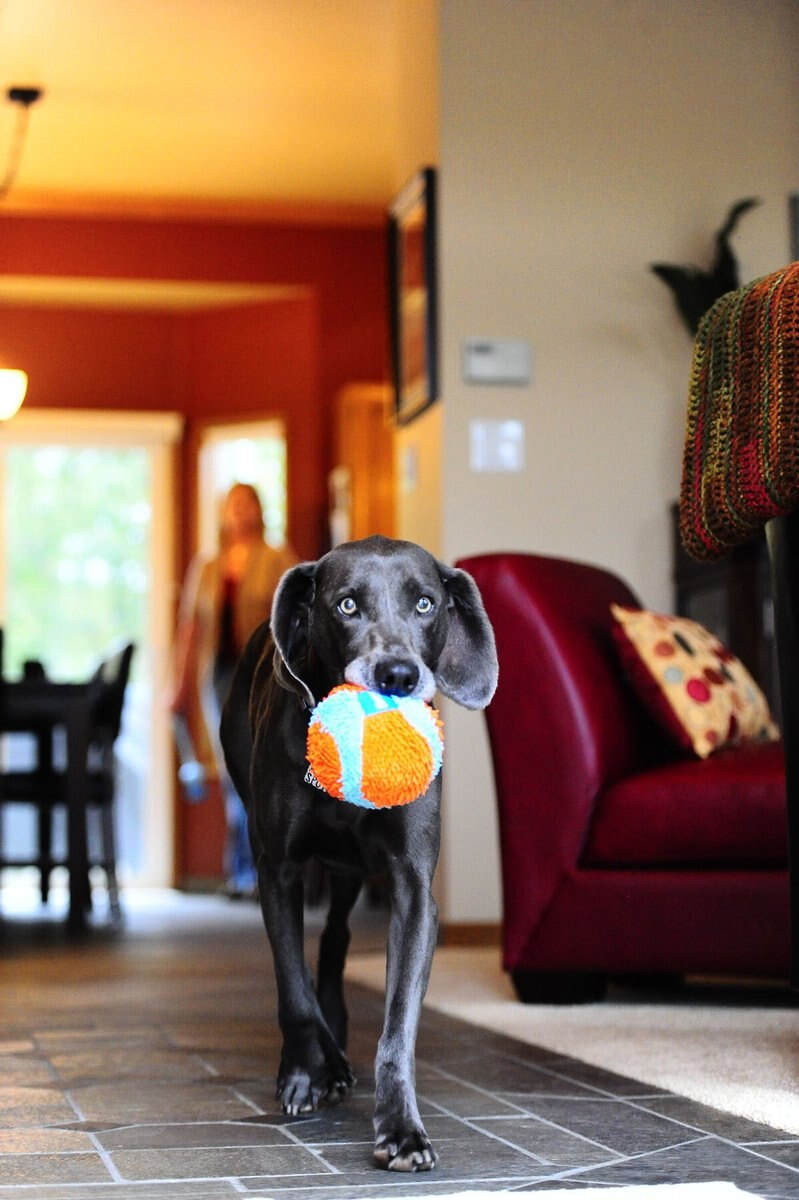 Chuckit! Indoor Ball Dog Toy