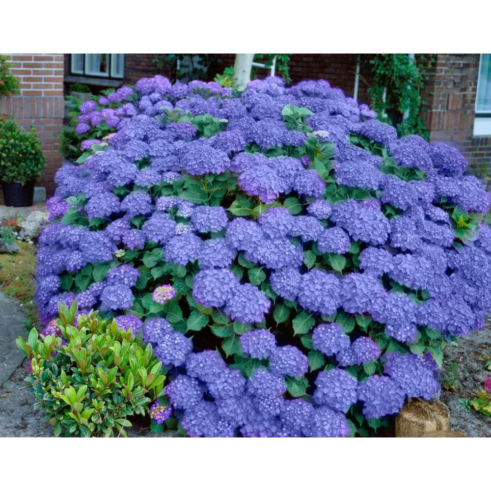 national PLANT NETWORK 2.5 Qt. Penny Mac Hydrangea Shrub with Blue-Pink Flowers HD4026