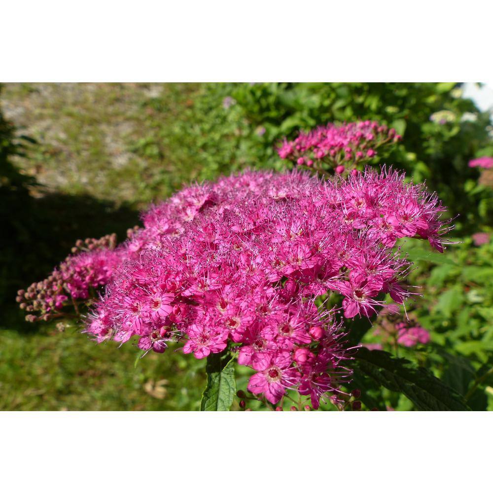 Online Orchards 1 Gal. Anthony Waterer Spirea Shrub Huge Pyramidal Clusters of Rosepink Flowers Dense Spreading Green Foliage SBSP002