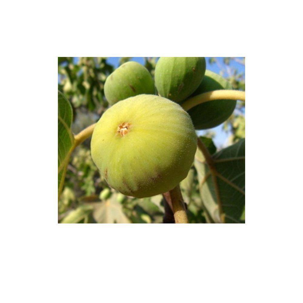 5 Gal. Lemon Fig Tree FIGLEM05G