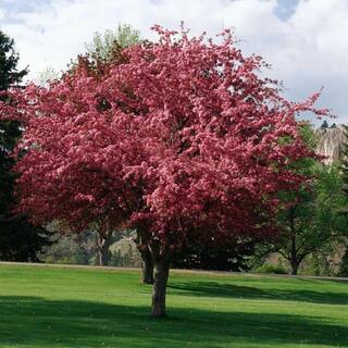 7 Gal. Robinson Crabapple Flowering Deciduous Tree with Pink Flowers CRAROB07G
