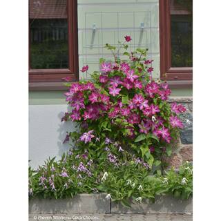 PROVEN WINNERS 4.5 in. qt. Viva Polonia (Clematis) Live Shrub Bush Red Flowers with a White Star CLMPRC1077800