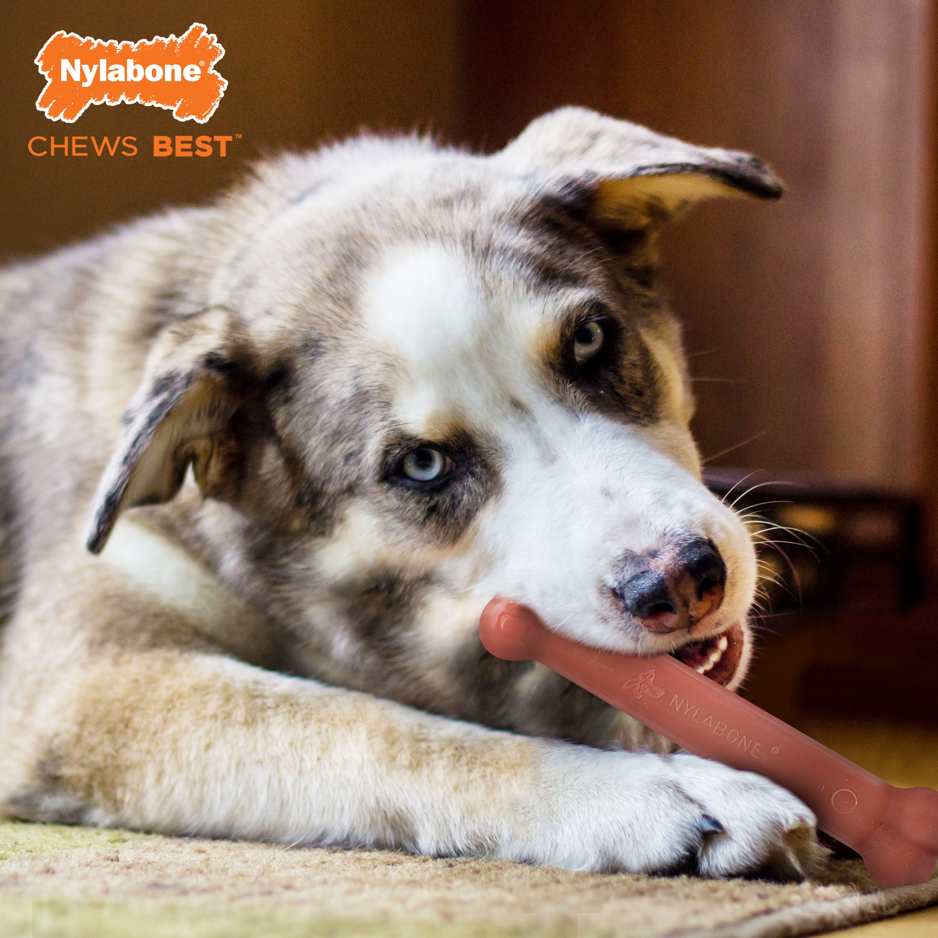 Nylabone Power Chew Flavored Durable Chew Toy for Dogs Bacon Large/Giant (1 Count)