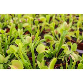 ALTMAN PLANTS 3 in. Venus Fly Trap 0881351