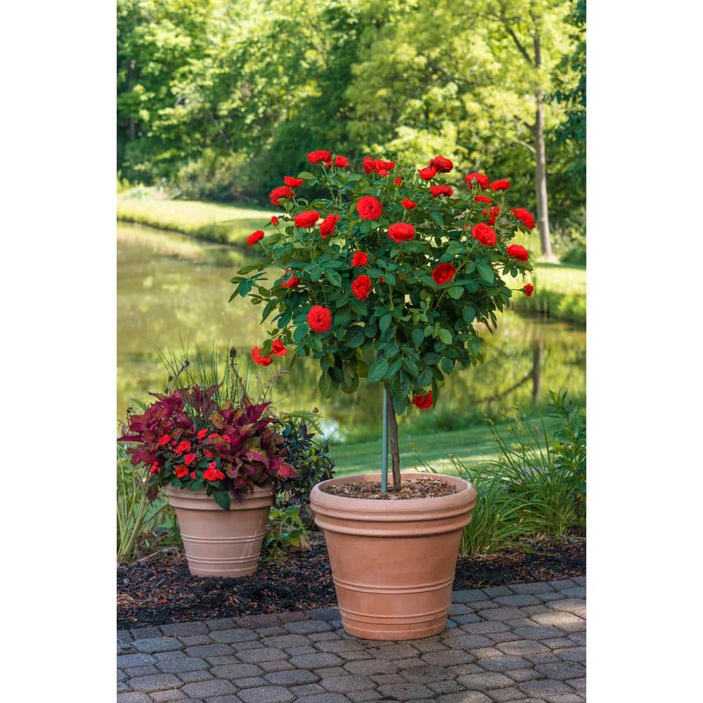 Spring Hill Nurseries Drop Dead 24 in. Tall Tree Rose Live Bareroot Plant Red Color Flowers (1-Pack) 74239