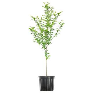 Perfect Plants 4-5 ft. Tall Tropic Snow Peach Tree Low Chill Hour White peach Variety THD00576