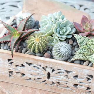 SMART PLANET 3.5quot Live Plant Assortment of 2 Succulents and 1 Cactus 0881015