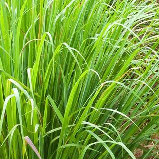 national PLANT NETWORK Lemon Grass Plant (4-Piece) HD1034