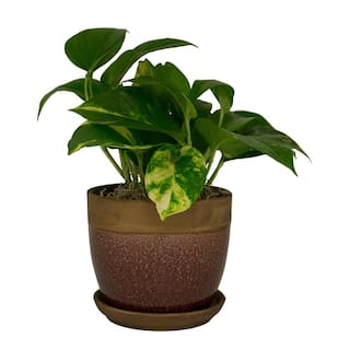 Trendspot 8 in. Dia Brown Geode Ceramic Planter CR11251S-080B