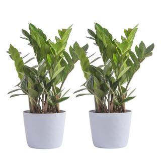 Vigoro Zamioculcas Zamiifolia ZZ Indoor Plant in 6 in. White Ribbed Plastic Decor Planter Avg Shipping Height 1-2 ft. (2-Pack) CO.ZZ.VI.WH