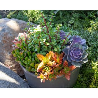 SMART PLANET 1 Qt. Assorted Succulent Plants Collection (4-Pack) 0880071